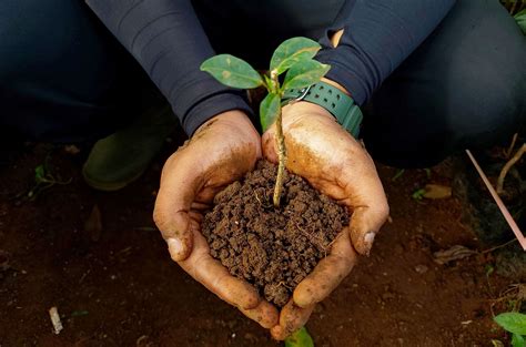 guess tree donations